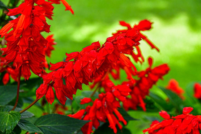 09 05 Salvia India-2-2563