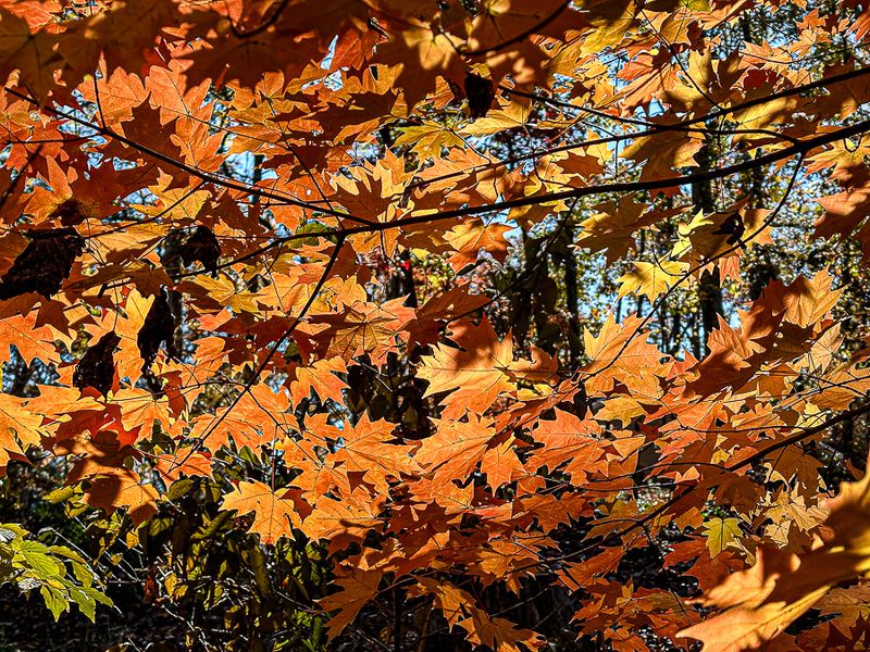 2024 11 23 Maple color i1912