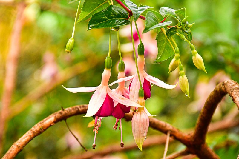 09 05 Fusia India-2-2573