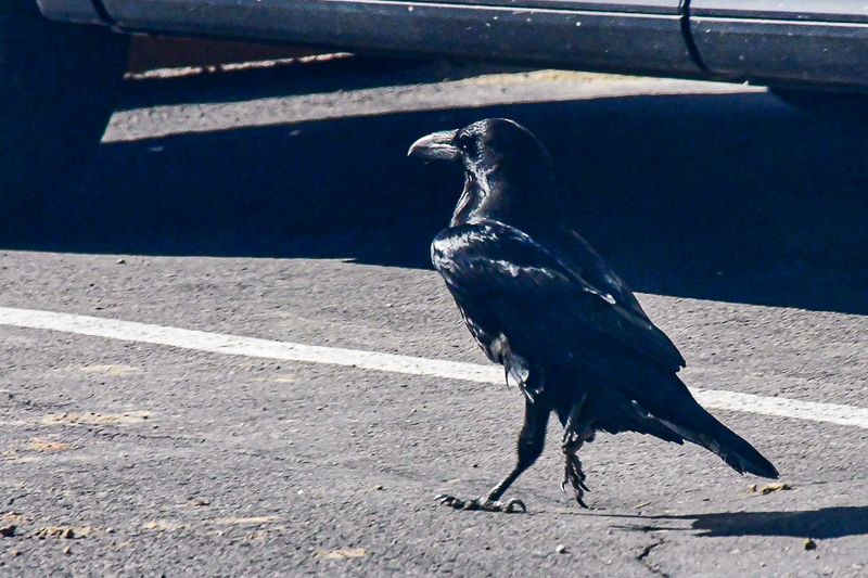 05 03 Raven on the prowel Utah19-2-1320