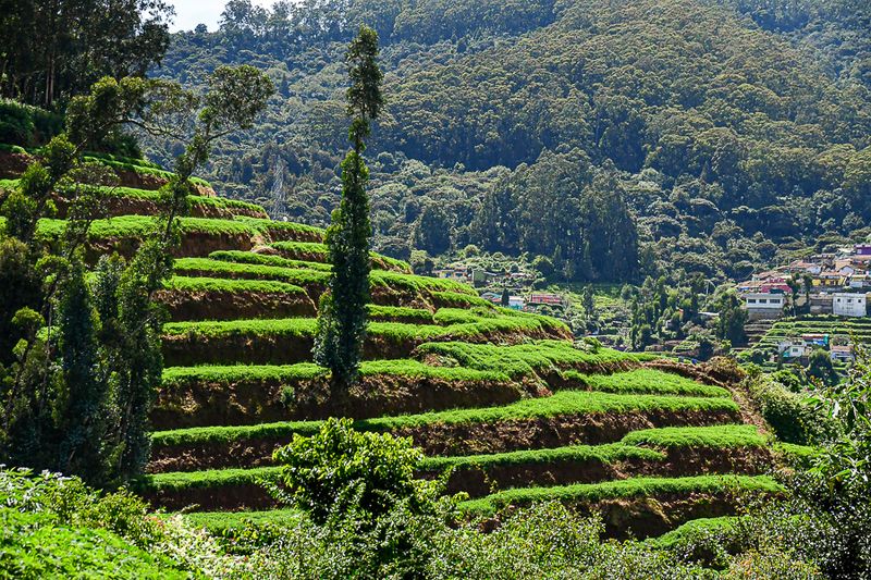 09 05 Agricultural terraces India-2-2593