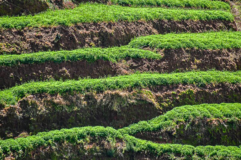09 05 Agricultural terraces India-2-2603