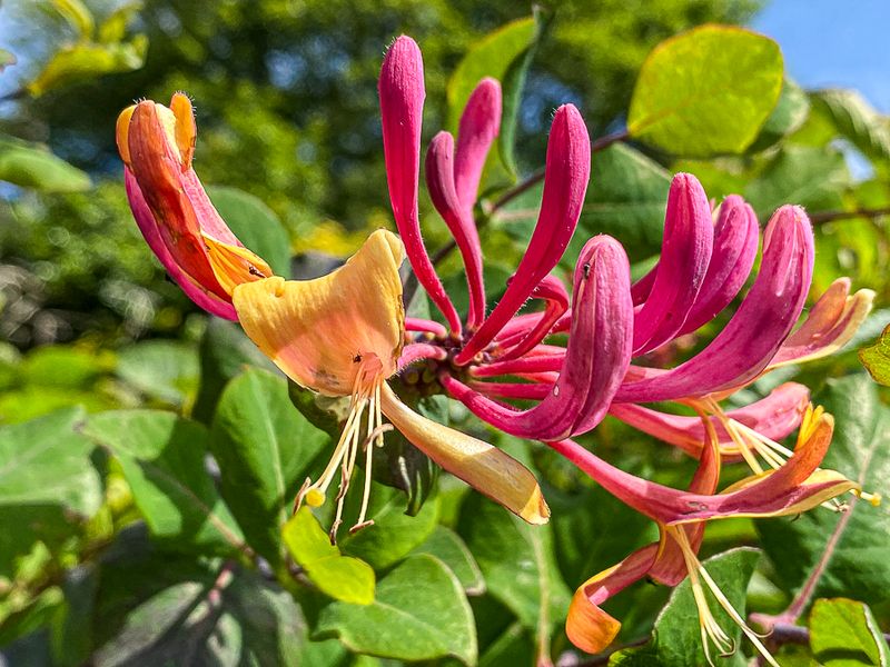 06 15 Honeysuckle - Lonicera i1012