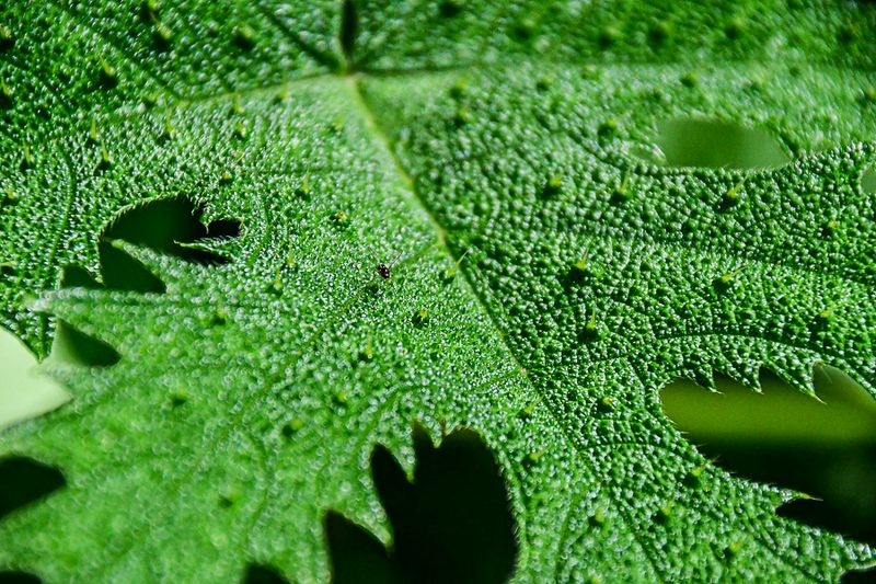 09 05 Pebbly leaf surface 2609