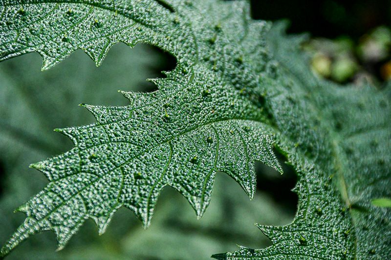 09 05 Pebbly leaf surface 2610
