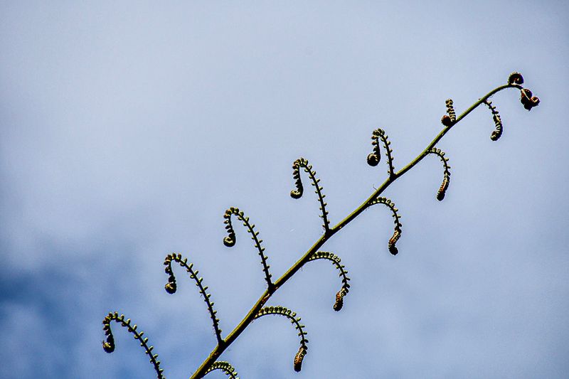 09 05 Tree fern - India-2-2620