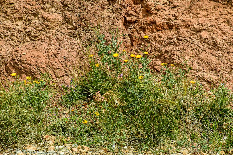 04 02 Roadside flowers TBD Moroc-4218
