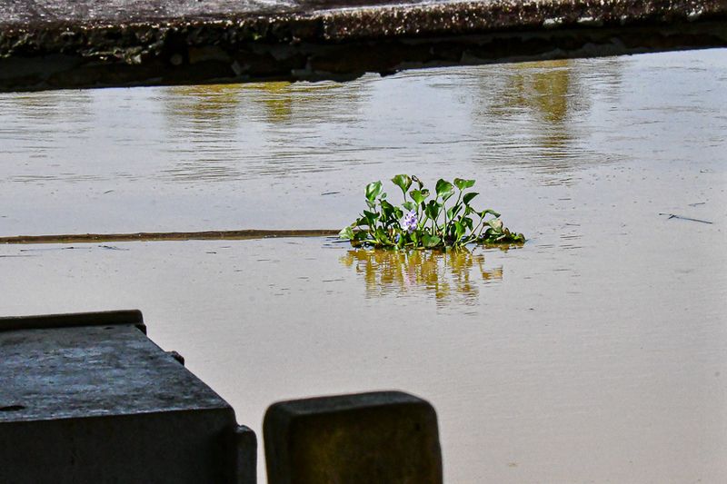 08 26 Water hyacinth floating on the Kinabatangan River 4686