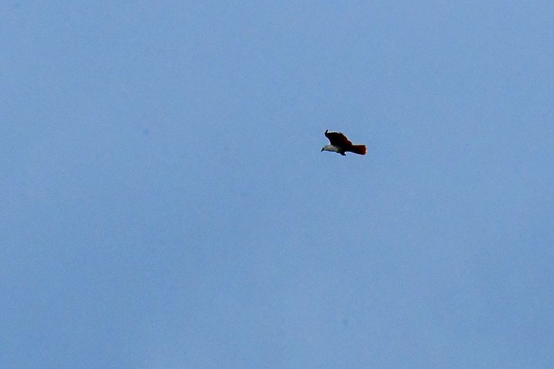 08 26 Brahminy Kite above the Kinabatangan River 4717