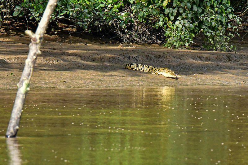 08 26 Young Borneo croc going into the Kinabatangan River 4721