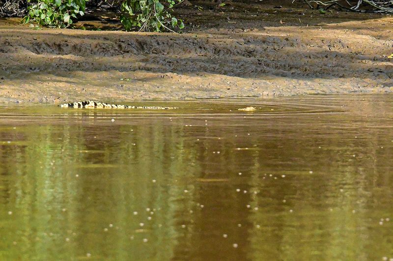 08 26 Young Borneo croc in the Kinabatangan River 4725