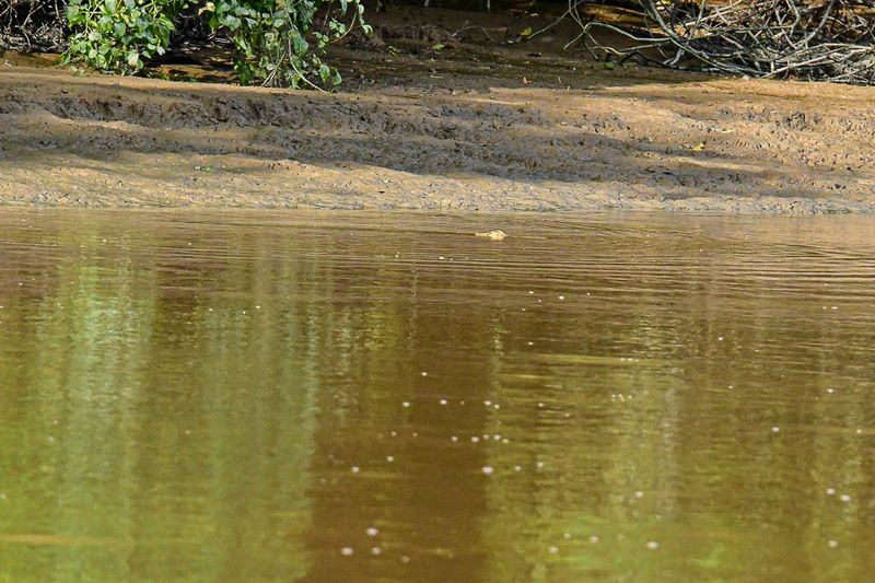 08 26 Young Borneo croc in the Kinabatangan River 4727