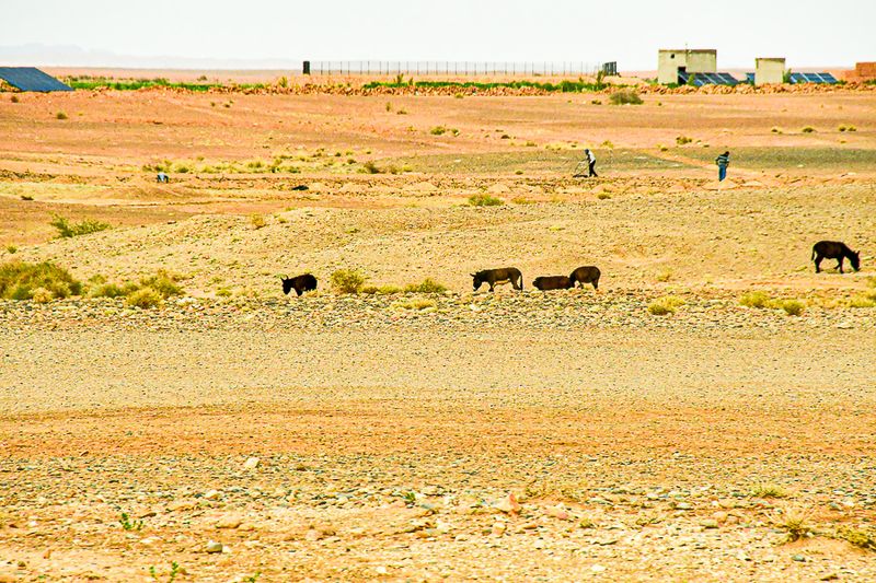 04 02 Rocks, donkeys and solar panels Moroc-4265
