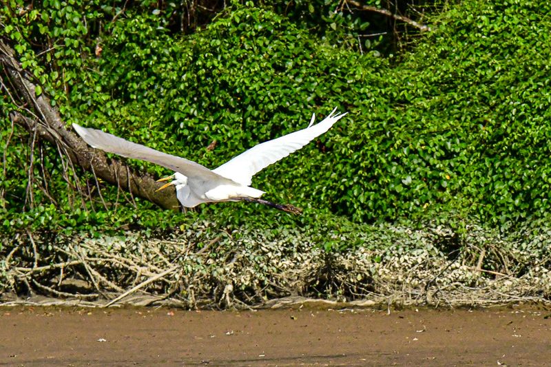 08 26 Annoyed egret 4739