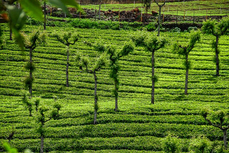 09 05 Tea plantation India-2-2698
