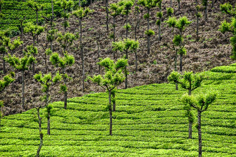 09 05 Tea plantation India-2-2700