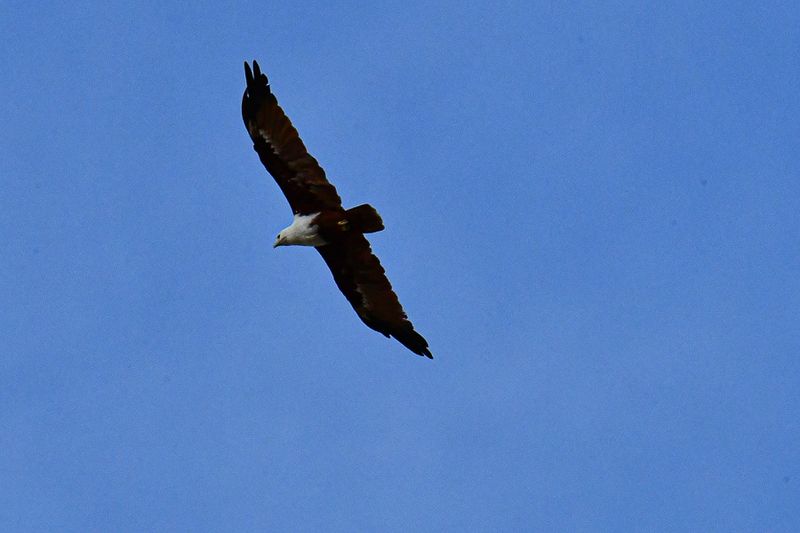 08 26 Brahminy kite over the Kinabatangan River 4747