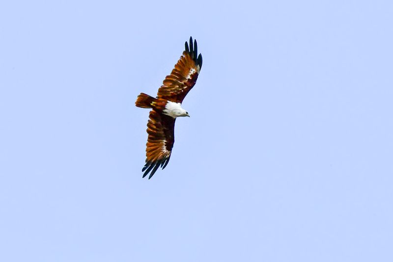 08 26 Brahminy kite over the Kinabatangan River 4751