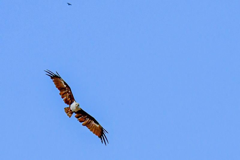 08 26 Brahminy kite over the Kinabatangan River 4758