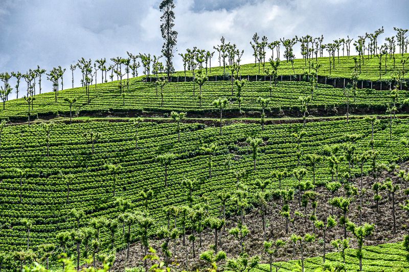 09 05 Tea plantation India-2-2701