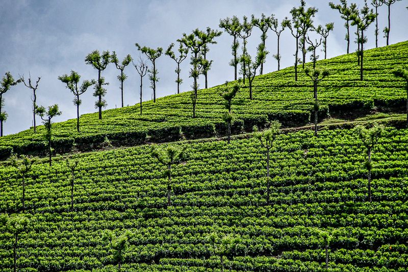 09 05 Tea plantation India-2-2702