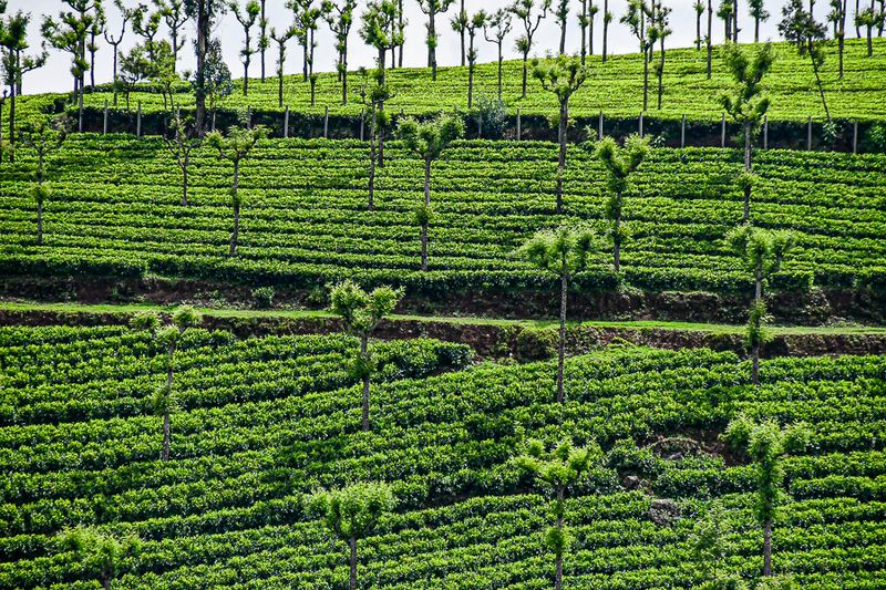 09 05 Tea plantation India-2-2703