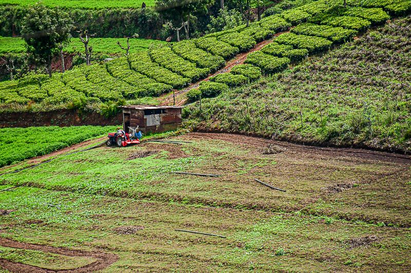 09 05 Terraces India-2-2706