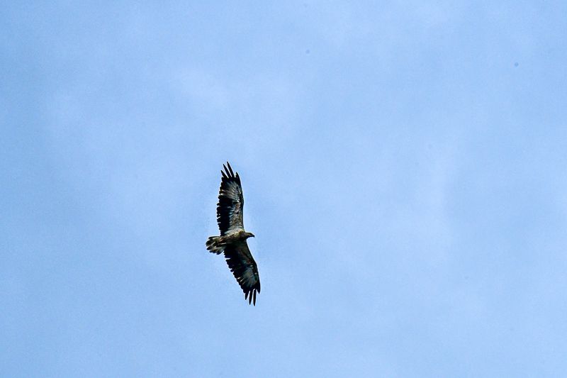 08 26 Eagle over the Kinabatangan River 4766