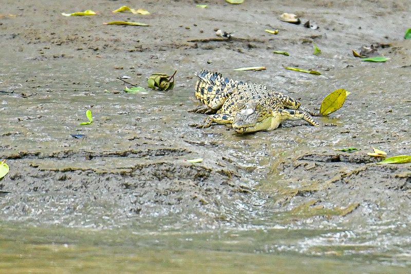 08 26 Young croc along the Kinabatangan River 4778