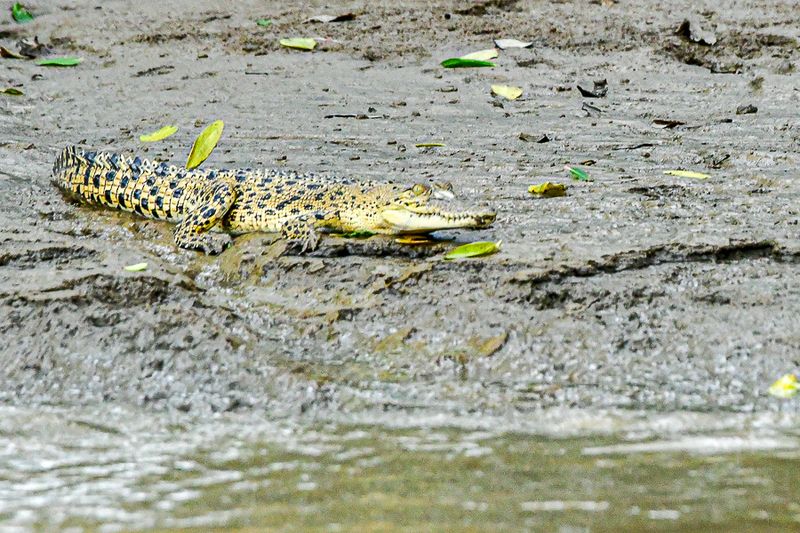 08 26 Young croc along the Kinabatangan River 4781