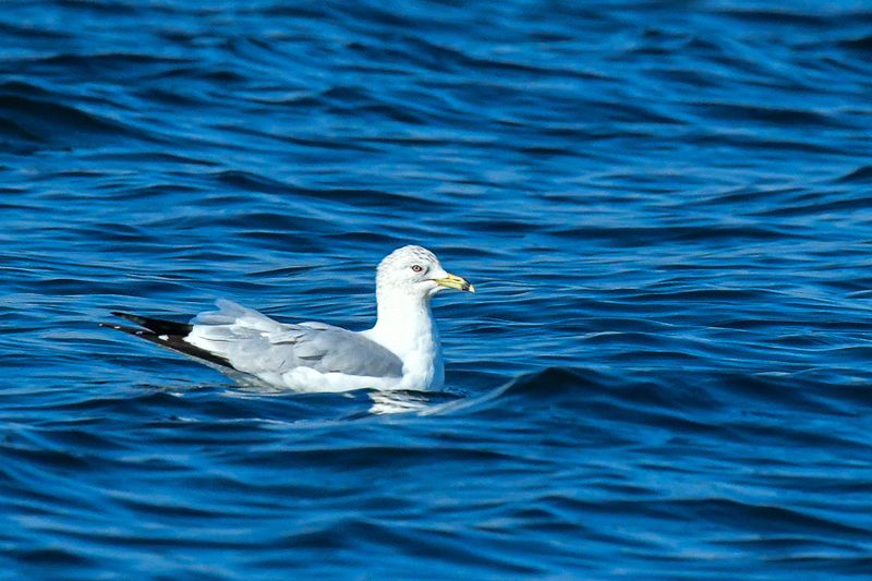 2025 02 05 Ring-billed gull 0422