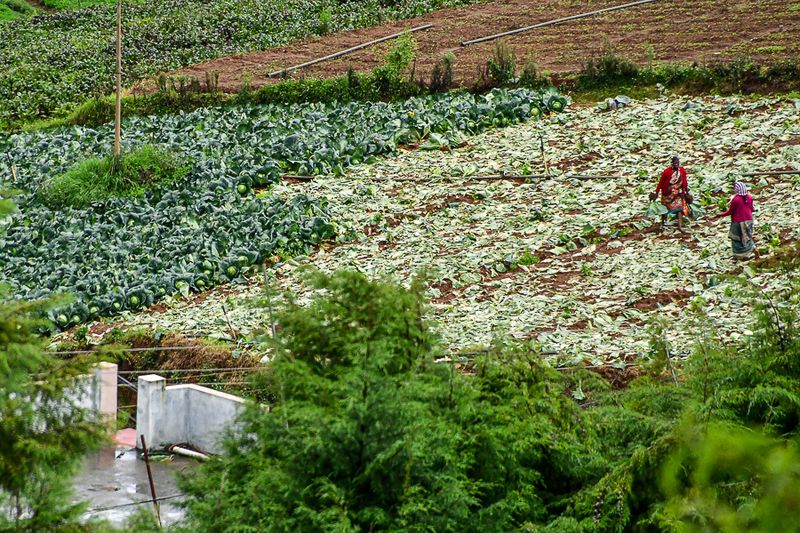 09 05 Harvesting cabbage India-2-2710