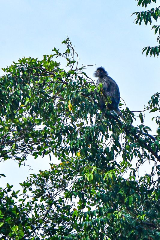 08 26 Silvery Lutung? 4802