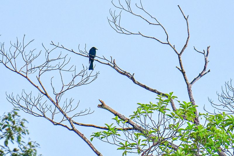 08 26 Greater racket-tailed drongo? 4809