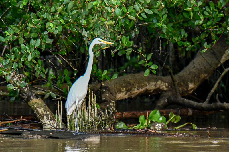 08 26 Riverside Great egret 4813