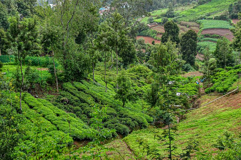 09 05 Tea plantings India-2-2724
