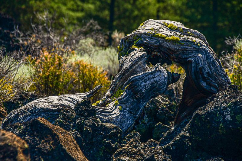 07 19 Ancient wood 7933