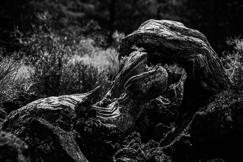 07 19 Ancient wood 7933-2