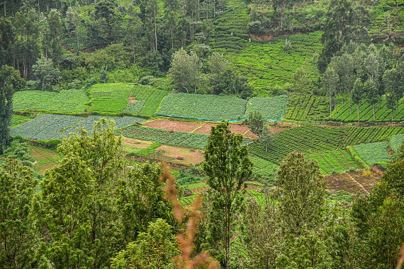 09 05 Vegetable gardens and tea plantings India-2-2739