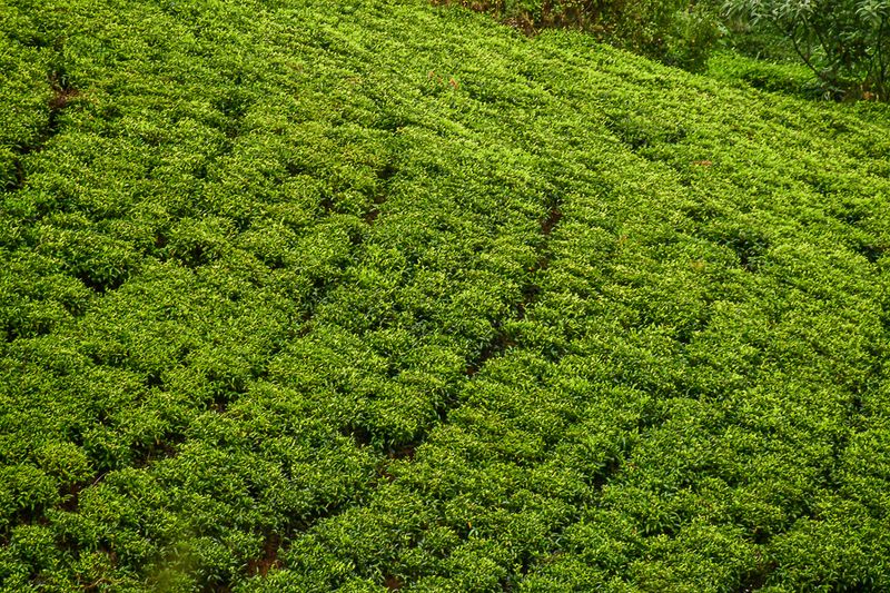 09 05 Tea plantation India-2-2749