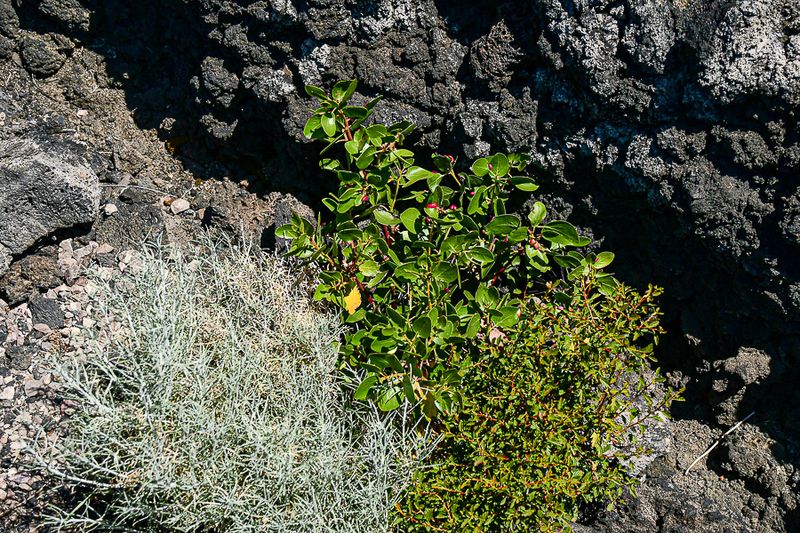 07 19 Three plant species growing in the lava 7939