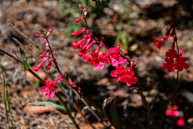 05 03 Utah penstemon Utah19-2-1488