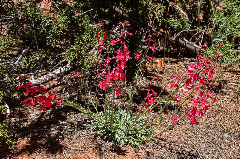 05 03 Utah penstemon Utah19-2-1498