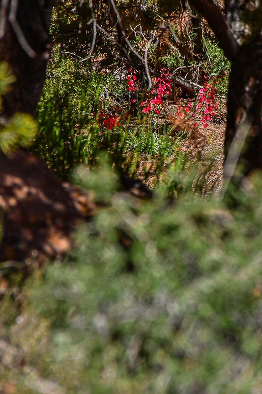 05 03 Utah penstemon Utah19-2-1501