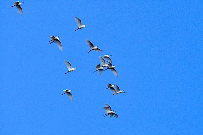 08 26 Evening flight of egrets over the Kinabatangan River 4855
