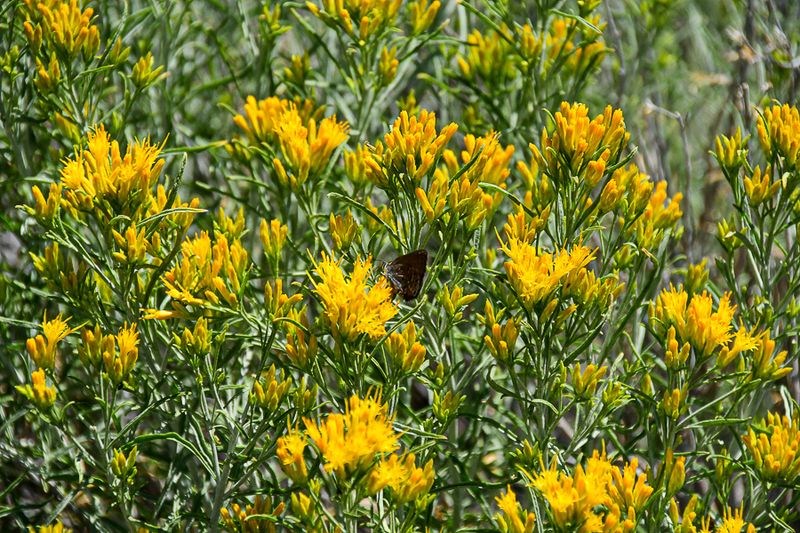 07 19 Flowers with butterfly 7944