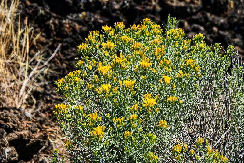 07 19 Flowers with butterfly 7943