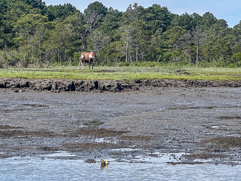 2024 06 16 Pony on Assateague Island, VA i6072