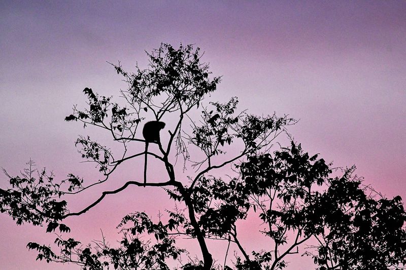 08 26 Monkey at sunset 4861
