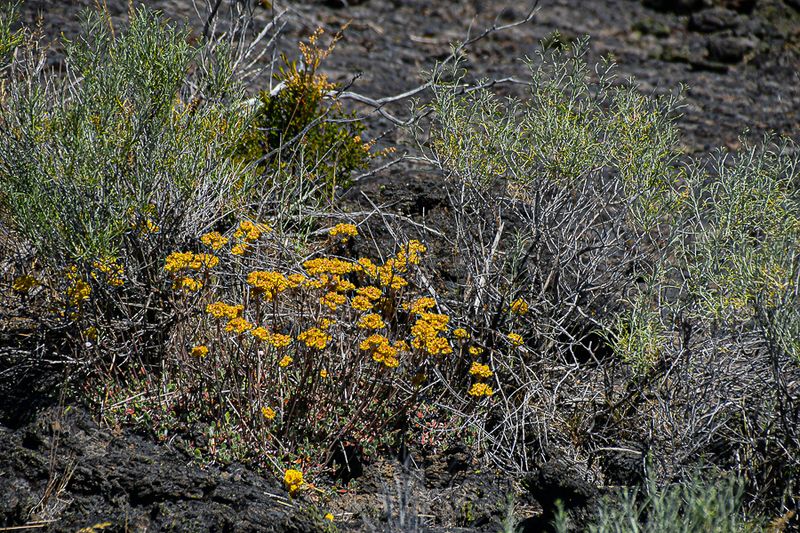 07 19 Sulphur buckwheat in the lava TBD 7946